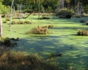 Gatineau Park pond