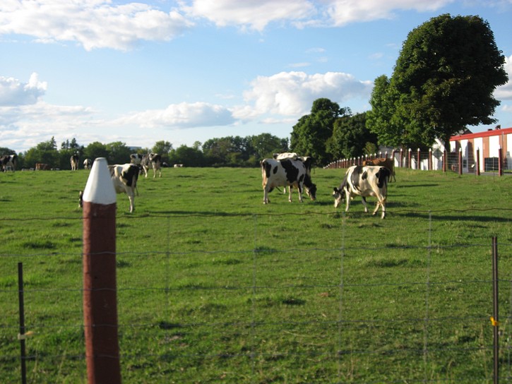 cows at the Experimental Farm.