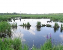swamp near the Ottawa-Carleton Trailway