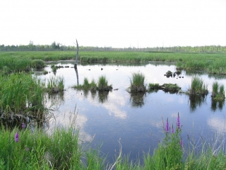 swamp near the Ottawa-Carleton Trailway