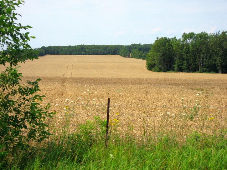 golden farm fields