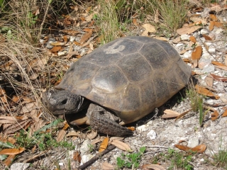 turtle next to Legacy Trail