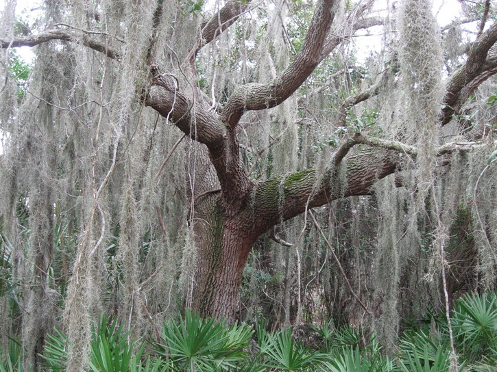 tree with Spanish moss on the Legacy Trail.