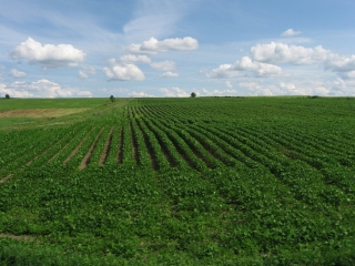 farmland south of Highway 132
