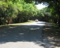 paved road in the Myakka River State Park
