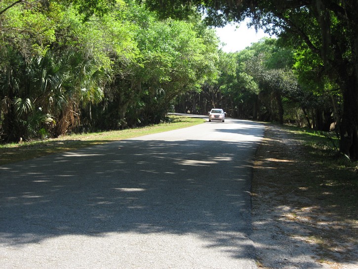 paved road in the Myakka River State Park