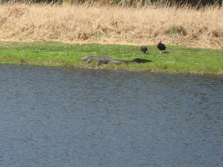 two birds next to alligator