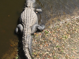 alligator in Myakka River State Park