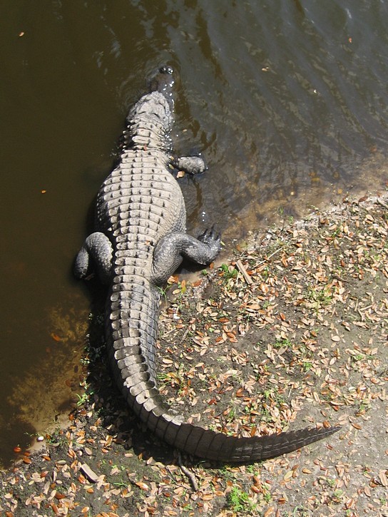 alligator in Myakka River State Park