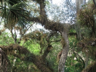 trees in the Myakka River State Park.
