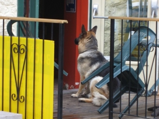 dog waits at pub door