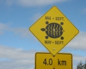 Turtle crossings sign