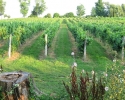 a vineyard in Prince Edward County.