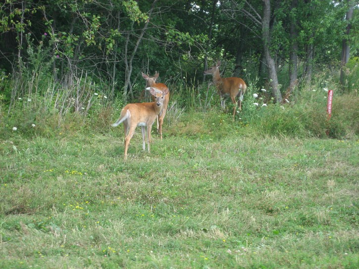 deer on Wolfe Island